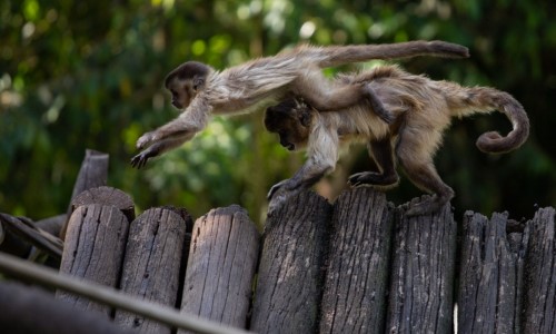 VR: Parque Zoológico Municipal terá visitação noturna em julho